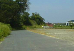 写真：右折してすぐの風景。狭い道路沿いには木が生えている